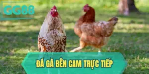 Đá Gà Bên Cam Trực Tiếp