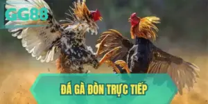 Đá Gà Đòn Trực Tiếp