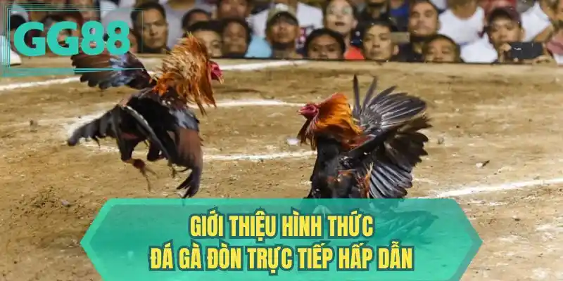 Giới thiệu hình thức đá gà đòn trực tiếp hấp dẫn