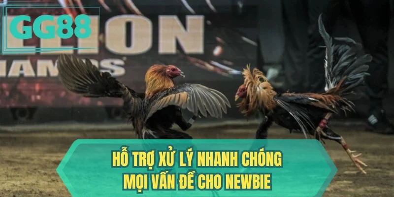 Hỗ trợ xử lý nhanh chóng mọi vấn đề cho newbie