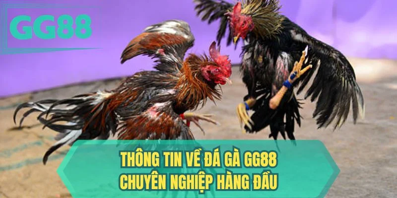 Thông tin về đá gà GG88 chuyên nghiệp hàng đầu